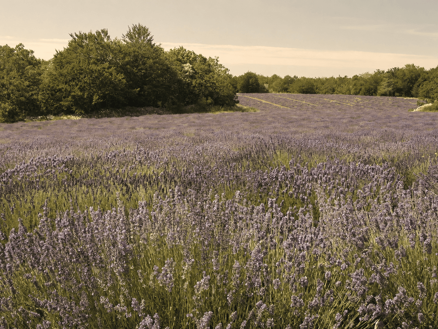 Organic Essential Oil Sourcing
